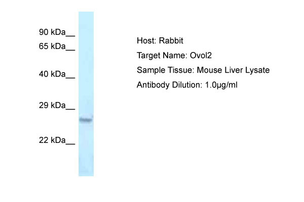 1 - Ovol2 Antibody - middle region AI10478