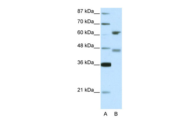 1 - RFX4 antibody - middle region AI10481