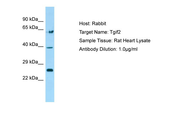 1 - Tgif2 Antibody - N-terminal region AI10482
