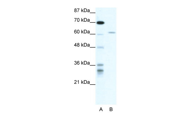 1 - ZNFN1A4 antibody - N-terminal region AI10485