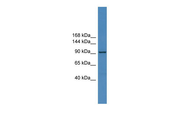1 - ZNF574 antibody - C-terminal region AI10490