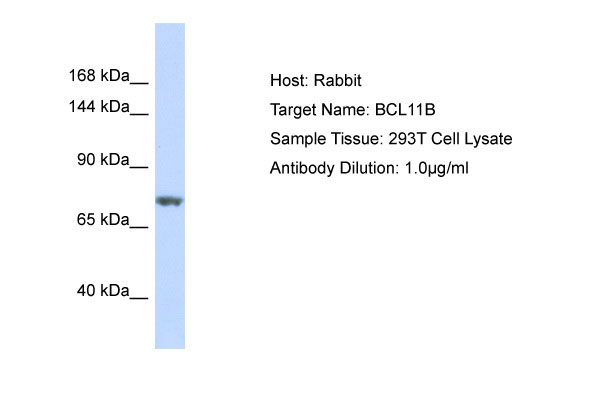 1 - BCL11B Antibody - C-terminal region AI10491