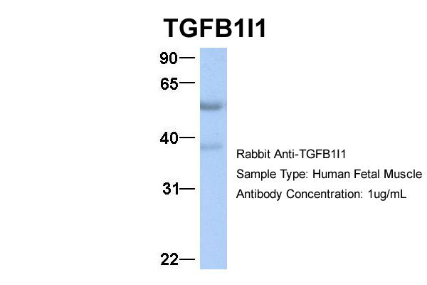 1 - TGFB1I1 Antibody - middle region AI10517
