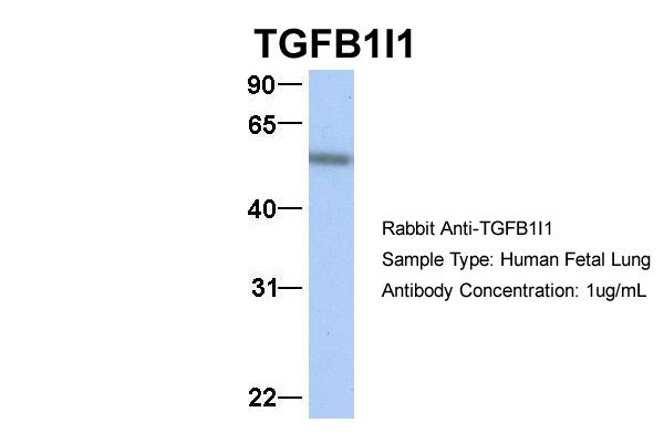 1 - TGFB1I1 Antibody - middle region AI10517