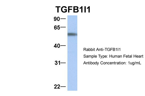 1 - TGFB1I1 Antibody - middle region AI10517