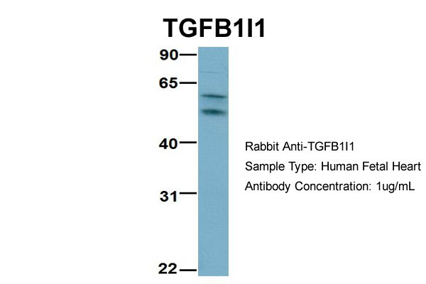 1 - TGFB1I1 Antibody - middle region AI10517