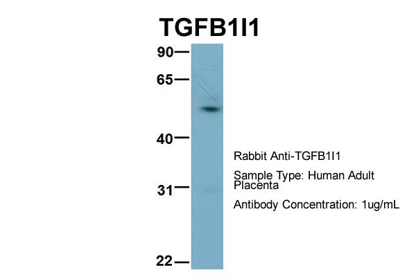 1 - TGFB1I1 Antibody - middle region AI10517