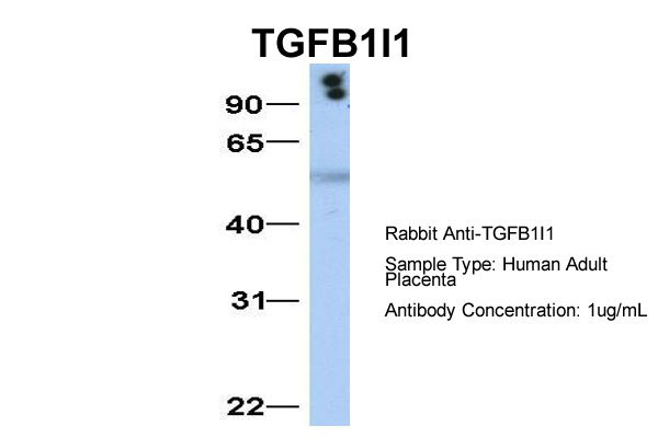 1 - TGFB1I1 Antibody - middle region AI10517