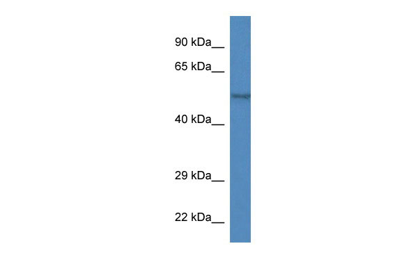 1 - Zfp161 antibody - middle region AI10522