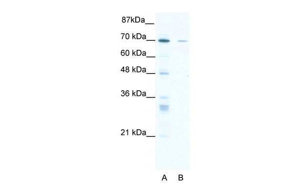 1 - ZNF37A antibody - middle region AI10527