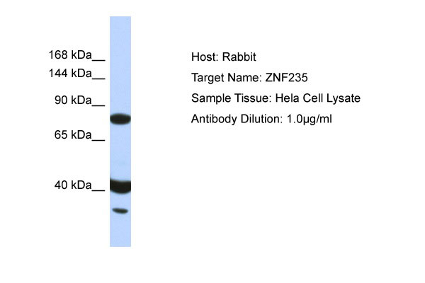 1 - ZNF235 Antibody - N-terminal region AI10528