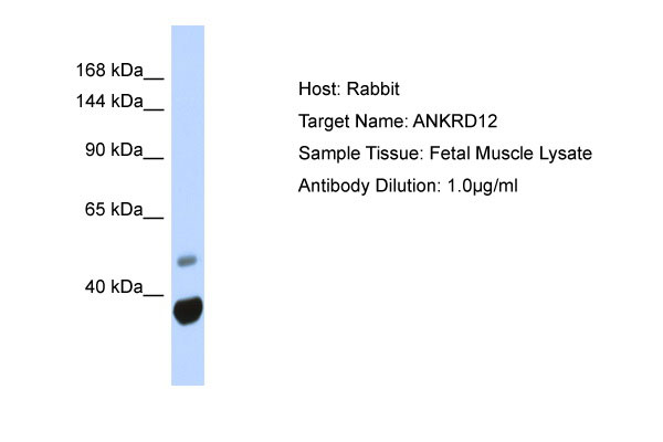 1 - ANKRD12 Antibody - N-terminal region AI10529