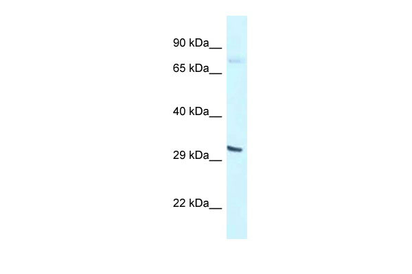 1 - Bhlhe41 antibody - N-terminal region AI10532
