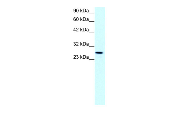 1 - CLDN13 antibody - C-terminal region AI10538