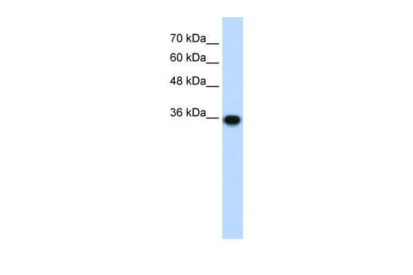 1 - PIR antibody - C-terminal region AI10545