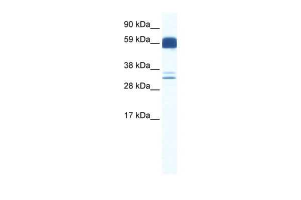 1 - ZIC5 antibody - N-terminal region AI10546