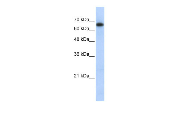1 - ZSCAN12 antibody - middle region AI10550
