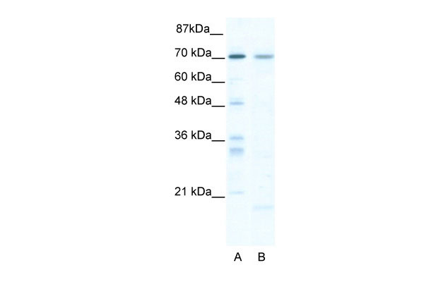 1 - SOX13 antibody - C-terminal region AI10552