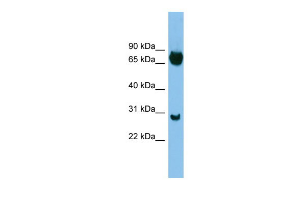 1 - SOX13 antibody - middle region AI10553