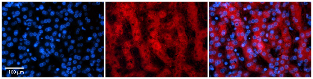 2 - PARP16 antibody - N-terminal region AI10556