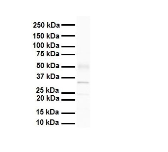 1 - PARP16 antibody - N-terminal region AI10556