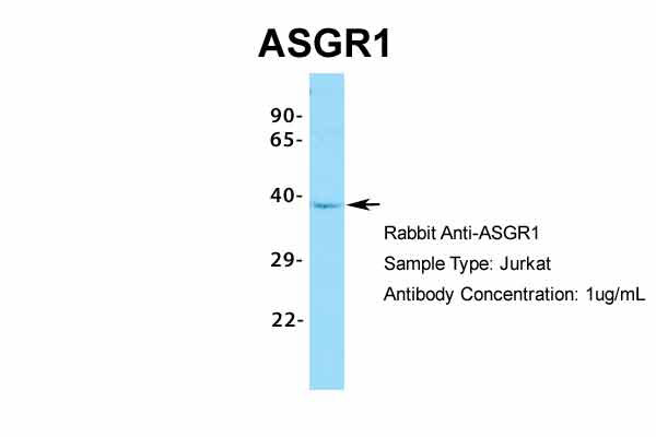 1 - ASGR1 antibody - N-terminal region AI10564