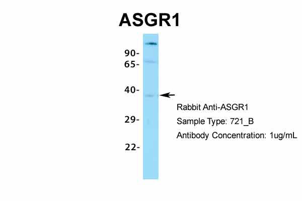 1 - ASGR1 antibody - N-terminal region AI10564