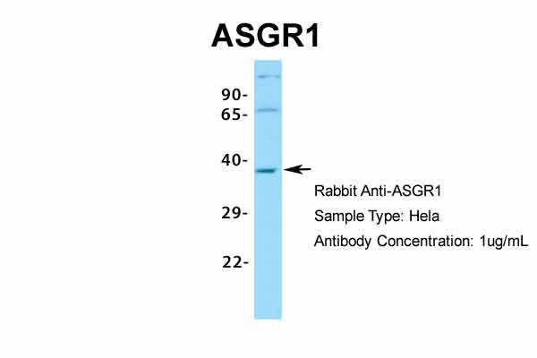 1 - ASGR1 antibody - N-terminal region AI10564