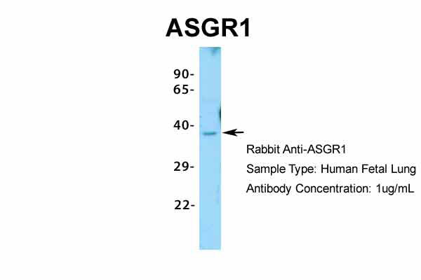 1 - ASGR1 antibody - N-terminal region AI10564