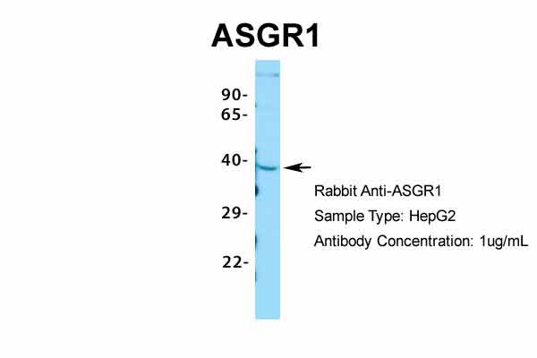 1 - ASGR1 antibody - N-terminal region AI10564