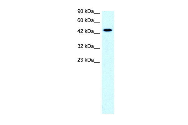 1 - SLC17A2 antibody - middle region AI10565