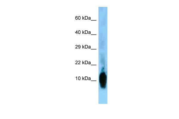 1 - Nrgn antibody - N-terminal region AI10570