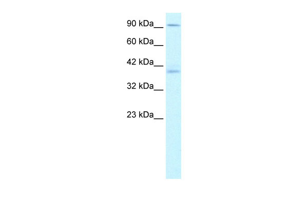 1 - KIFC2 antibody - N-terminal region AI10585