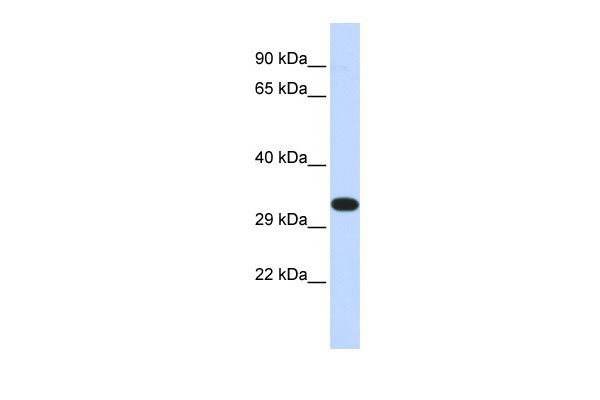 1 - KIF25 antibody - N-terminal region AI10589