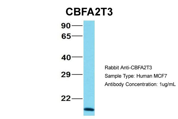 1 - CBFA2T3 antibody - N-terminal region AI10594