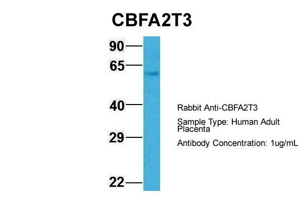 1 - CBFA2T3 antibody - N-terminal region AI10594