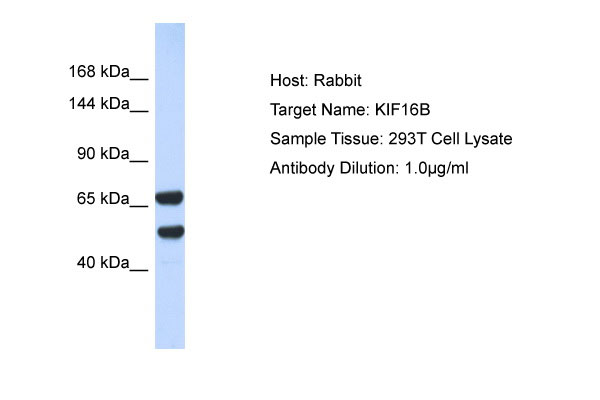 1 - KIF16B Antibody - N-terminal region AI10604