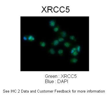 2 - XRCC5 antibody - C-terminal region AI10608