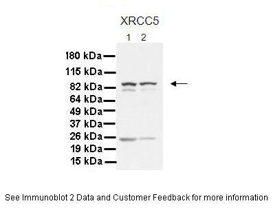 1 - XRCC5 antibody - C-terminal region AI10608
