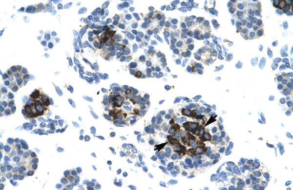 2 - LIG4 antibody - N-terminal region AI10609