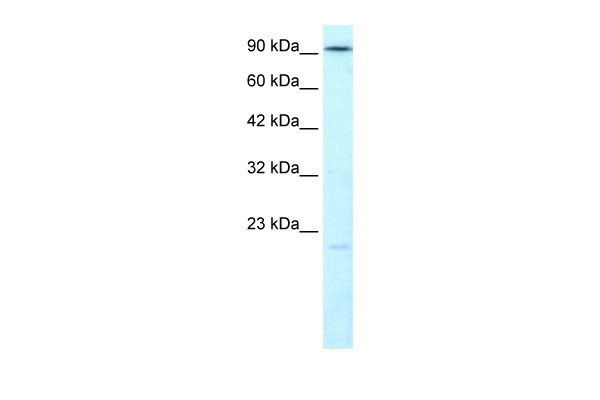 1 - LIG4 antibody - N-terminal region AI10609
