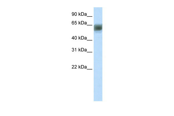 1 - ARID3B antibody - N-terminal region AI10625