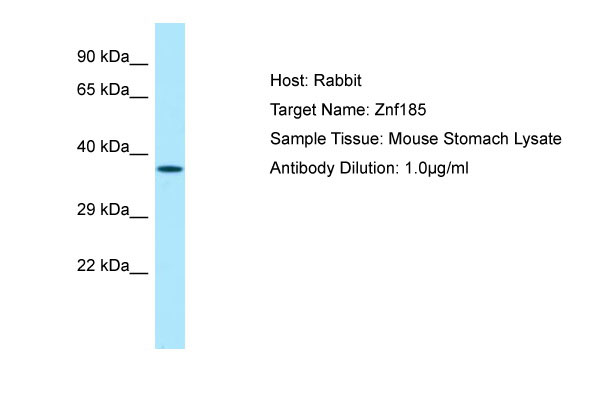 1 - Znf185 Antibody - middle region AI10628