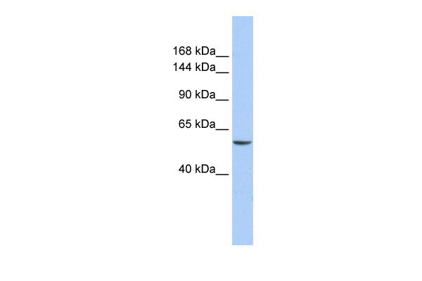 1 - CHD2 antibody - N-terminal region AI10637