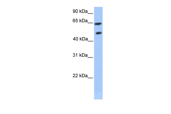1 - ZNF449 antibody - middle region AI10650