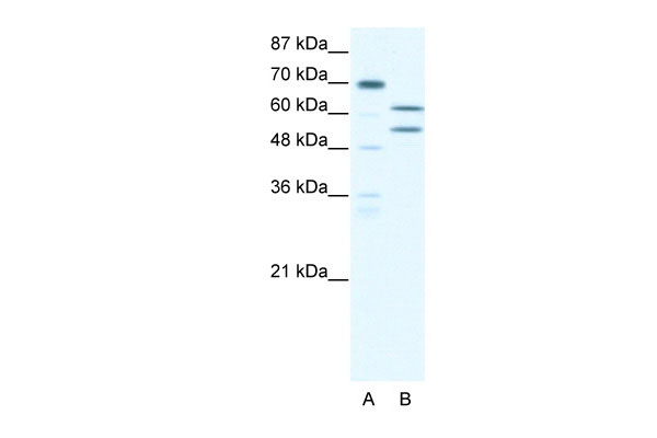 1 - ZNF297B antibody - N-terminal region AI10651