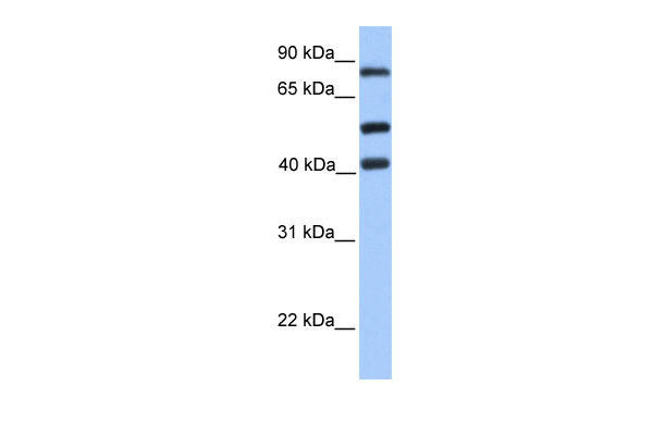 1 - HCFC2 antibody - C-terminal region AI10654
