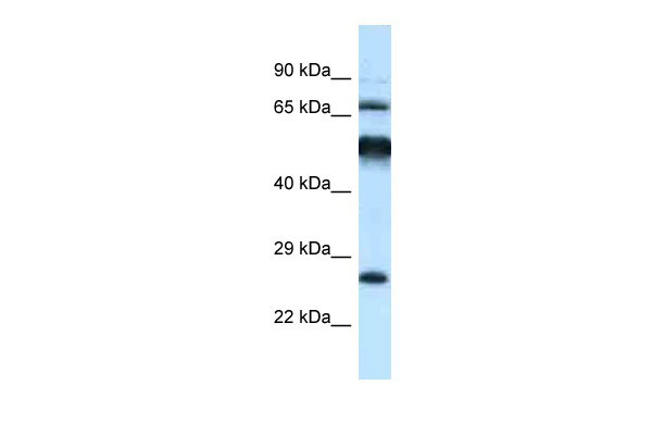 1 - Klhl1 antibody - C-terminal region AI10672