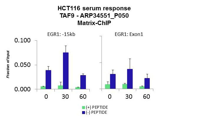 9 - TAF9 antibody - N-terminal region AI10686