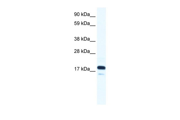 1 - TAF9 antibody - N-terminal region AI10686